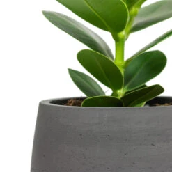 Mini Pixie Plant Pot - Black Washed 15 Mini Pixie Plant Pot - Black Washed -HousePlants Shop Clusia rosea Princess Autograph Tree Mini Pixie Plant Pot Black Washed Close Up