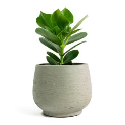 Mini Pixie Plant Pot - Grey Washed -HousePlants Shop Clusia rosea Princess Autograph Tree Mini Pixie Plant Pot Grey Washed