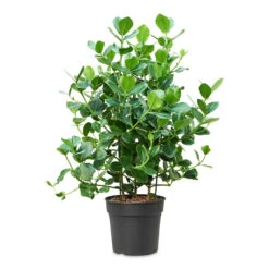 Clusia Rosea Princess - Autograph Tree -HousePlants Shop Clusia rosea Princess 34x110cm