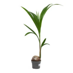 Cocos Nucifera - Coconut Palm Tree -HousePlants Shop Cocos nucifera Coconut Palm Tree 19cm