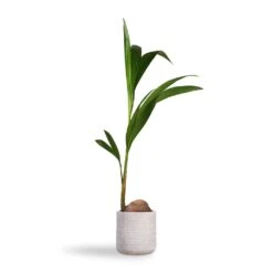 Cocos Nucifera - Coconut Palm Tree -HousePlants Shop Cocos nucifera Coconut Palm Tree 19x120cm Angle Cylinder Plant Pot White 24x24cm e992d134 67d9 4319 9a8a 68a39042db3b