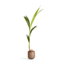 Cocos Nucifera - Coconut Palm Tree -HousePlants Shop Cocos nucifera Coconut Palm Tree 19x120cm Jort Metal Plant Pots Set4 Latte