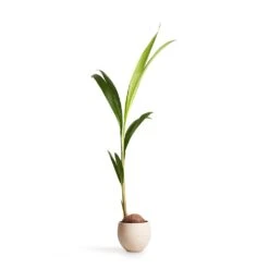 Cocos Nucifera - Coconut Palm Tree -HousePlants Shop Cocos nucifera Coconut Palm Tree 19x120cm Mini Orb Kevan Plant Pot Grey Washed 25x21cm