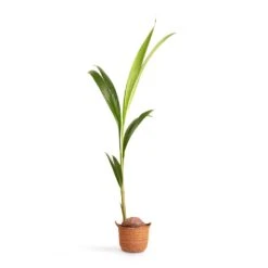 Cocos Nucifera - Coconut Palm Tree -HousePlants Shop Cocos nucifera Coconut Palm Tree 19x120cm Nelis Plant Basket Camel 23x20cm