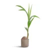 Cocos Nucifera - Coconut Palm Tree -HousePlants Shop Cocos nucifera Coconut Palm Tree 19x140cm Prague Plant Pot Taupe 20x18cm 4051b7ed e6b0 42ea ac8b 8c0fe4bf39ac