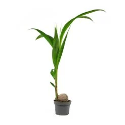 Cocos Nucifera - Coconut Palm Tree -HousePlants Shop Cocos nucifera Coconut Palm Tree