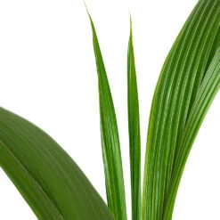 Cocos Nucifera - Coconut Palm Tree -HousePlants Shop Cocos nucifera Coconut Palm Tree Close Up
