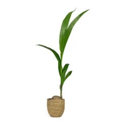 Cody Plant Pot - Straw Grass -HousePlants Shop Cocos nucifera Coconut Palm Tree Cody Plant Pot Straw Grass 0fb12f6f f104 455a bc04 3821e446b773