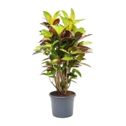 Codiaeum Iceton - Croton -HousePlants Shop Codiaeum Iceton Croton 110cm