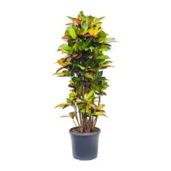 Codiaeum Iceton - Croton -HousePlants Shop Codiaeum Iceton Croton 135cm