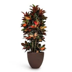 Codiaeum Iceton - Croton -HousePlants Shop Codiaeum Iceton Croton 27x110cm Grigio Egg Pot Planter Rusty Iron Concrete 40x36cm fb973b06 448a 49e6 b85c 0dbee2d03fc6