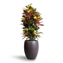 Codiaeum Iceton - Croton -HousePlants Shop Codiaeum Iceton Croton 27x110cm Grigio Tall Balloon Planter Rusty Iron Concrete 40x50cm
