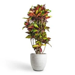 Codiaeum Iceton - Croton -HousePlants Shop Codiaeum Iceton Croton 30x130cm Cas Plant Pot Cool Grey 36x32cm