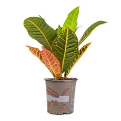 Codiaeum Petra - Croton -HousePlants Shop Codiaeum Petra Croton 13x40cm