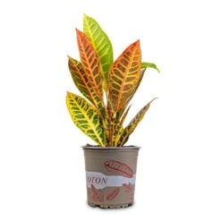 Codiaeum Petra - Croton -HousePlants Shop Codiaeum Petra Croton 13x40cm 2