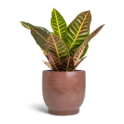 Codiaeum Petra - Croton -HousePlants Shop Codiaeum Petra Croton 17x45cm Lykke Plant Pot Chestnut 21x20cm da0c0d12 d5af 4aaf a020 9069d1fa1b37