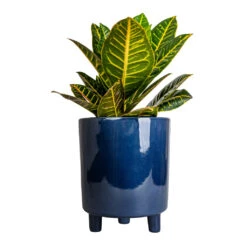 Pisa Plant Pot - Navy -HousePlants Shop Codiaeum Petra Croton 17x45cm Pisa Plant Pot Navy 20x24cm