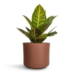 Codiaeum Petra - Croton -HousePlants Shop Codiaeum Petra Croton 17x45cm Prague Plant Pot Mocha 20x18cm a101cc72 b61f 4f72 b8d2 d1fe33eb9931