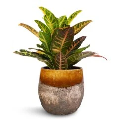 Codiaeum Petra - Croton -HousePlants Shop Codiaeum Petra Croton 17x50cm Lindy Plant Pot Ochre 23x20cm