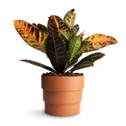 Codiaeum Petra - Croton -HousePlants Shop Codiaeum Petra Croton 17x50cmBoston Tiered Plant Pot Terracotta 19x16cm