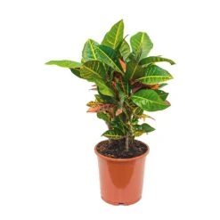 Codiaeum Petra - Croton -HousePlants Shop Codiaeum Petra Croton 21x60cm