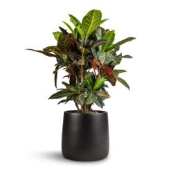 Codiaeum Petra - Croton -HousePlants Shop Codiaeum Petra Croton 21x60cm Akemi Plant Pot Carbon Black 27x25cm