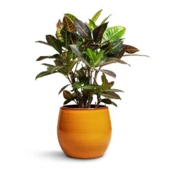 Charlotte Plant Pot - Spiced Ochre -HousePlants Shop Codiaeum Petra Croton 21x60cm Charlotte Plant Pot Ochre 29x25cm