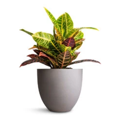 Codiaeum Petra - Croton -HousePlants Shop Codiaeum Petra Croton 21x60cm Coral Refined Planter Clouded Grey 25x21cm 0e0b7e2e 0c31 4143 9b4c 87ce07b91166
