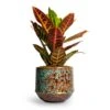 Codiaeum Petra - Croton -HousePlants Shop Codiaeum Petra Croton 21x60cm Noud Plant Pot Marrakesh 20x17cm 3a28c4ae a7c6 484e 904f 67e3cfbf9a32