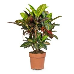 Codiaeum Petra - Croton -HousePlants Shop Codiaeum Petra Croton 21x60cm 41da8c33 a678 4314 b7d3 b766e24ec78b