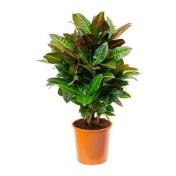 Codiaeum Petra - Croton -HousePlants Shop Codiaeum Petra Croton 27x80cm