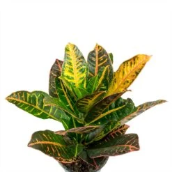 Codiaeum Petra - Croton -HousePlants Shop Codiaeum Petra Croton Leaves