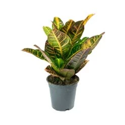 Codiaeum Petra - Croton -HousePlants Shop Codiaeum Petra Croton ed213919 e3d8 404d ba71 4086454c2f0a