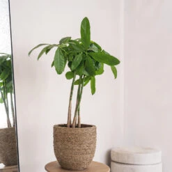 Cody Plant Pot - Straw Grass -HousePlants Shop Cody Plant Pot Straw Grass 2