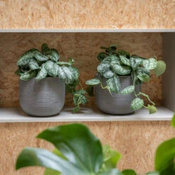 Cody Plant Pot - Ridged Dark Grey -HousePlants Shop CodyPlantPot RidgedDarkGrey 2