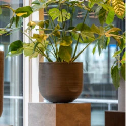 Cody Plant Pot - Ridged Dark Grey -HousePlants Shop CodyPlantPot RidgedDarkGrey 6