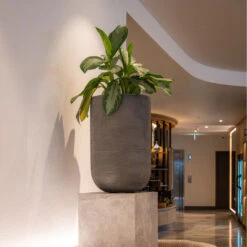 Cody Plant Vase - Ridged Dark Grey -HousePlants Shop CodyPlantVase RidgedDarkGrey 1