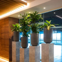 Cody Plant Vase - Ridged Dark Grey -HousePlants Shop CodyPlantVase RidgedDarkGrey 8