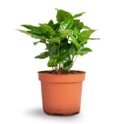 Coffea Arabica - Coffee Plant -HousePlants Shop Coffea arabica Coffee Plant 12x35cm