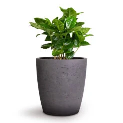 Gerben Plant Pot - Black Washed 16 Gerben Plant Pot - Black Washed -HousePlants Shop Coffea arabica Coffee Plant 12x35cm Gerben Plant Pot Black Washed 15x16cm 39bf4d52 6b29 4fca 9c81 4a4ed7bf207c
