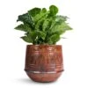 Coffea Arabica - Coffee Plant -HousePlants Shop Coffea arabica Coffee Plant 12x35cm Noud Plant Pot Copper 17x15cm