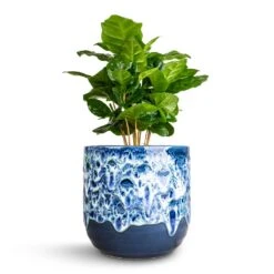 Coffea Arabica - Coffee Plant -HousePlants Shop Coffea arabica Coffee Plant 12x35cm Ocean Glaze Plant Pot Sapphire 13x13cm