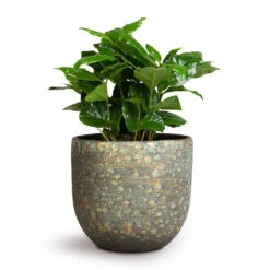 Coffea Arabica - Coffee Plant -HousePlants Shop Coffea arabica Coffee Plant 12x35cm Rinca Plant Pot Shiny Green 15x13cm