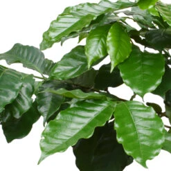 Coffea Arabica - Coffee Plant -HousePlants Shop CoffeeArabica