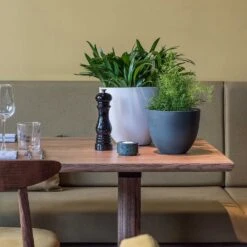 Coral Refined Planter - Natural White -HousePlants Shop Coral Refined Planter Pine Green Natural White Houseplants