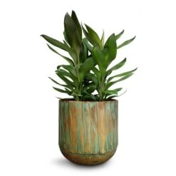 Cordyline Fruticosa Glauca - Green Ti Plant -HousePlants Shop Cordyline fruticosa Glauca Green Ti Plant 19x55cm Caro Metal Plant Pots Set6 Copper Green 1