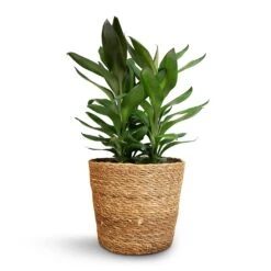 Cordyline Fruticosa Glauca - Green Ti Plant -HousePlants Shop Cordyline fruticosa Glauca Green Ti Plant 19x55cm Igmar Plant Basket Natural 22x19cm 1
