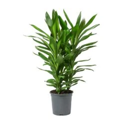 Cordyline Fruticosa Glauca - Green Ti Plant -HousePlants Shop Cordyline fruticosa Glauca Green Ti Plant Large