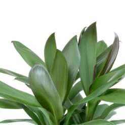 Cordyline Fruticosa Glauca - Green Ti Plant -HousePlants Shop Cordyline fruticosa Glauca Green Ti Plant Leaves
