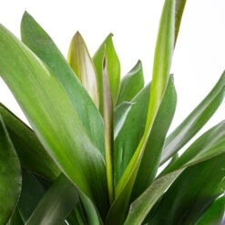 Cordyline Fruticosa Glauca - Green Ti Plant -HousePlants Shop Cordyline fruticosa Glauca Green Ti Plant SWATCH
